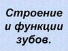 Строение и функции зубов