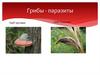 Грибы-паразиты