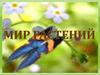 Мир растений