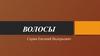 Волосы. Функции и строение волос