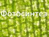 Фотосинтез. Фазы фотосинтеза