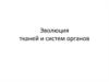 Эволюция тканей и систем органов