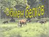 Обмен белков