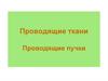 Проводящие ткани. Проводящие пучки