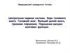 Центральная нервная система. Кора головного мозга. Головной мозг. Функций долей мозга, признаки поражения