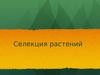Селекция растений