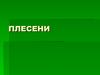 Плесени. Общая характеристика