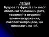 Будова та функції cлизової оболонки порожнини рота, первинні та вторинні елементи ураження, патологічні процеси