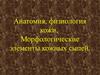 Анатомия, физиология кожи. Морфологические элементы кожных сыпей