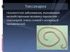Токсокароз. Жизненный цикл токсокар