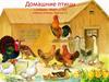 Домашние птицы