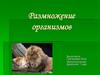 Размножение организмов