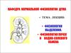 Физиология выделения.  Физиология почек и водно-солевого обмена