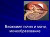 Биохимия почек и мочи, мочеобразование