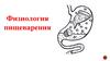 Физиология пищеварения