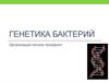 Генетика бактерий. Организация генома прокариот