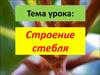 Строение стебля