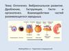Онтогенез. Эмбриональное развитие