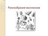 Разнообразие моллюсков