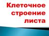 Клеточное строение листа