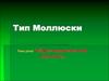 Общая характеристика моллюсков