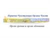 Первично чувствующие органы чувств: орган зрения и орган обоняния