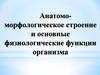 Анатомо-морфологическое строение и основные физиологические функции организма