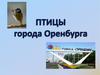 Птицы города Оренбурга