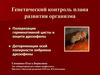 Генетический контроль плана развития организма
