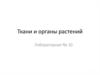 Ткани и органы растений