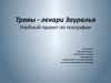 Аттестационная работа. Травы - лекари Зауралья