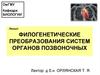 Филогенетические преобразования систем органов позвоночных