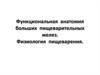 Функциональная анатомия больших пищеварительных желез. Физиология пищеварения