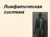 Лимфатическая система. Функция лимфатической системы. Строение лимфатической системы