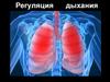 Регуляция дыхания. (Лекция 2-4)