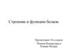 Строение и функции белков