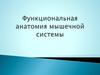 Функциональная анатомия мышечной системы