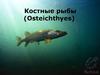 Костные рыбы (Osteichthyes)