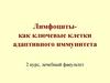 Лимфоциты, как ключевые клетки адаптивного иммунитета