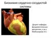Биохимия сердечно-сосудистой системы