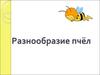 Разнообразие пчёл