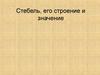 Стебель его строение и значение. (6 класс)