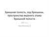 Брюшная полость, ход брюшины, пространства верхнего этажа брюшной полости