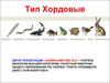 Тип хордовые