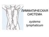 Лимфатическая система