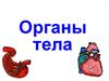 Органы тела