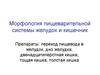 Морфология пищеварительной системы желудок и кишечник