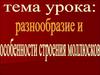 Разнообразие и особенности строения моллюсков