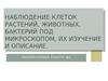 Наблюдение клеток растений, животных, бактерий под микроскопом, их изучение и описание