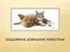 Бездомные домашние животные